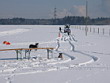 Skijöring 2006