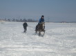 Skijöring 2006