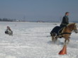 Skijöring 2006