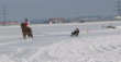 Skijöring 2006