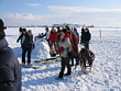 Skijöring 2006