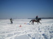 Skijöring 2006
