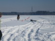 Skijöring 2006