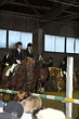 Weihnachtsreiten 2006