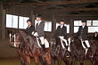 Weihnachtsreiten 2006