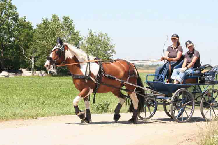 Fahrerfest 2007